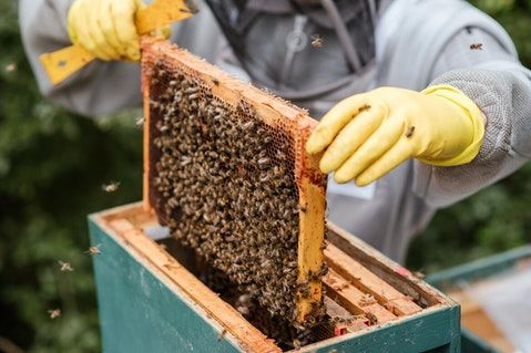 Beekeepers Insurance